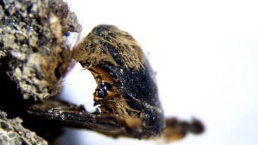 The 3,000-year-old long-horned bee. Image credit: Andrea Baucon.