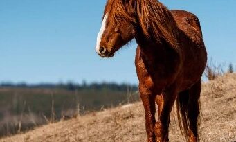 Alberta develops new feral horse management plan