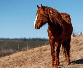 Alberta develops new feral horse management plan