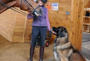 Wendy McKelvy, owner and manager of Iron Horse Dressage in Framingham, is shown in 2021 with one of her horses, Wagner, and one of her dogs, Chili, in the training facility arena.