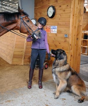 Wendy McKelvy, owner and manager of Iron Horse Dressage in Framingham, is shown in 2021 with one of her horses, Wagner, and one of her dogs, Chili, in the training facility arena.