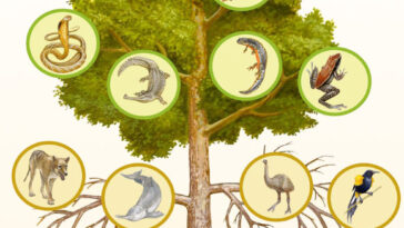 Simple schematic representation of the mutilation of the Tree of life because of generic extinctions and extinction risks. The bottom half of the tree depicted as dead branches shows examples of the extinct genera, and the upper half shows examples of genera at risk of extinction. Extinct genera: (I) lower row left - Delcourt’s giant gecko (Hoplodactylus, left), of which the only specimens known were found in a museum without a label, but probably they were found in New Zealand; and saddle-backed Rodrigues giant tortoise (Cylindraspis, right) from Rodrigues Island in the Indian Ocean. Lower row right - Yunnan Lake newt (Cynops, left) from China; and the gastric brooding frogs (Rheobatrachus, right) from rainforests in Queensland, Australia. (II) Second bottom-up row left - thylacine (Thylacinus, left), the largest carnivorous marsupial, last known from Tasmania; and Yangtze River dolphin or baijii (Lipotes, right) from China, one of very few freshwater dolphins. Second bottom-up row right - elephant birds (Aepyornis, left), the largest birds surviving to modern times, represent also both an extinct genus and family (Aepyornithidae) endemic to Madagascar; and Moho birds (genus Moho, right) represent also both an extinct genus and family (Mohidae) from Hawaii. Endangered genera: (III) Third bottom-up row left - King cobra (Ophiophagus, left) from Asia; and gavial (Gavialis, right) from India and Nepal. Third bottom-up row right - Alpine newt (Ichthyosaura, left) from Europe; and Mahogany frog (Abavorana, right) from the Malay Peninsula. (IV) Upper row left: volcano rabbit (Romerolagus, left) known from few mountains close to Mexico City, and elephant (Loxodonta, right) from Africa. Upper row right - ‘i’iwi or scarlet honeycreeper (Drepanis, left) from Hawaii; and kakapo (Strigops, right) a flightless parrot from New Zealand. Image credit: Marco Antonio Pineda.