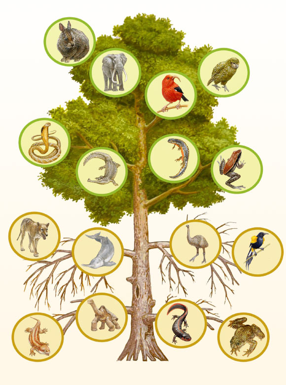 Simple schematic representation of the mutilation of the Tree of life because of generic extinctions and extinction risks. The bottom half of the tree depicted as dead branches shows examples of the extinct genera, and the upper half shows examples of genera at risk of extinction. Extinct genera: (I) lower row left - Delcourt’s giant gecko (Hoplodactylus, left), of which the only specimens known were found in a museum without a label, but probably they were found in New Zealand; and saddle-backed Rodrigues giant tortoise (Cylindraspis, right) from Rodrigues Island in the Indian Ocean. Lower row right - Yunnan Lake newt (Cynops, left) from China; and the gastric brooding frogs (Rheobatrachus, right) from rainforests in Queensland, Australia. (II) Second bottom-up row left - thylacine (Thylacinus, left), the largest carnivorous marsupial, last known from Tasmania; and Yangtze River dolphin or baijii (Lipotes, right) from China, one of very few freshwater dolphins. Second bottom-up row right - elephant birds (Aepyornis, left), the largest birds surviving to modern times, represent also both an extinct genus and family (Aepyornithidae) endemic to Madagascar; and Moho birds (genus Moho, right) represent also both an extinct genus and family (Mohidae) from Hawaii. Endangered genera: (III) Third bottom-up row left - King cobra (Ophiophagus, left) from Asia; and gavial (Gavialis, right) from India and Nepal. Third bottom-up row right - Alpine newt (Ichthyosaura, left) from Europe; and Mahogany frog (Abavorana, right) from the Malay Peninsula. (IV) Upper row left: volcano rabbit (Romerolagus, left) known from few mountains close to Mexico City, and elephant (Loxodonta, right) from Africa. Upper row right - ‘i’iwi or scarlet honeycreeper (Drepanis, left) from Hawaii; and kakapo (Strigops, right) a flightless parrot from New Zealand. Image credit: Marco Antonio Pineda.