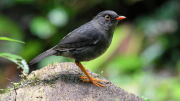 The slaty-backed nightingale-thrush (Catharus fuscater) in Costa Rica. Image credit: Simon Pierre Barrette / CC BY-SA 4.0 Deed.