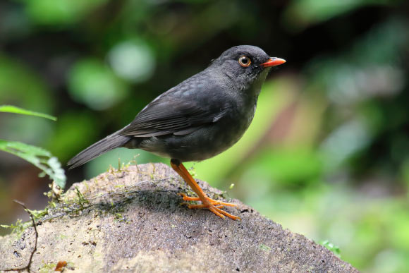 The slaty-backed nightingale-thrush (Catharus fuscater) in Costa Rica. Image credit: Simon Pierre Barrette / CC BY-SA 4.0 Deed.